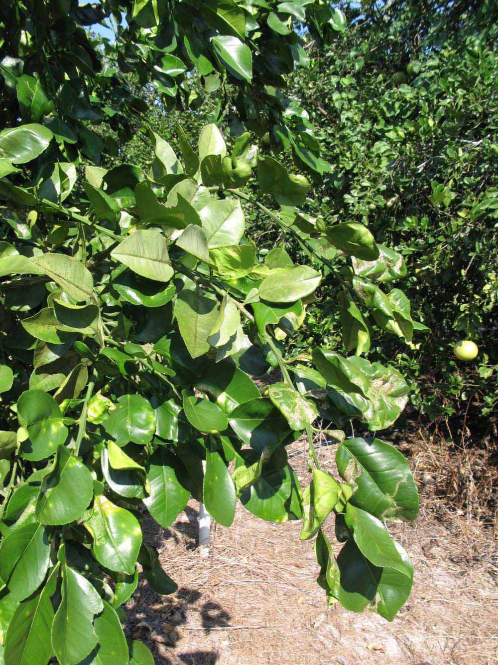              Sun leaves (Winter Haven, FL)       